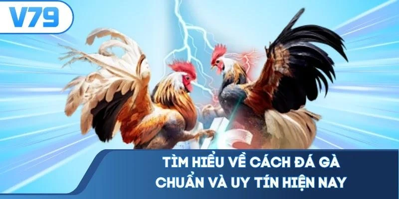 Tìm hiểu về cách đá gà chuẩn và uy tín hiện nay